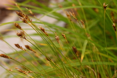Carex micropoda