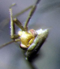 Orthotylus schoberiae