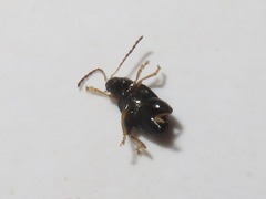 Psylliodes laticollis