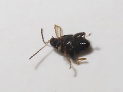 Psylliodes laticollis