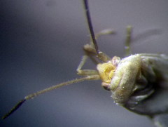 Orthotylus schoberiae