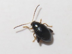 Psylliodes laticollis