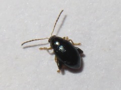 Psylliodes laticollis