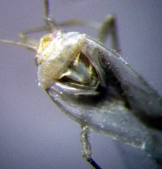 Orthotylus schoberiae