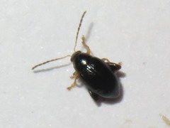 Psylliodes laticollis