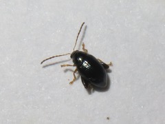 Psylliodes laticollis