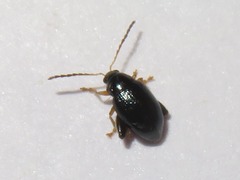 Psylliodes laticollis