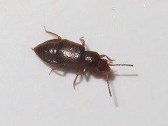 Lesteva sicula