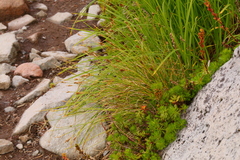 Carex micropoda