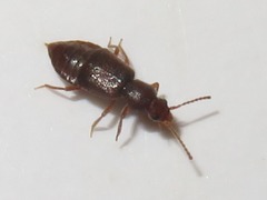 Lesteva sicula