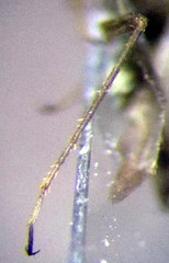 Orthotylus schoberiae