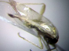 Orthotylus schoberiae