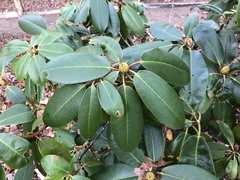 Rhododendron