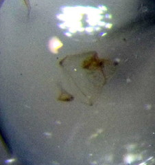 Orthotylus schoberiae