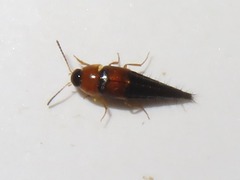 Tachyporus dispar