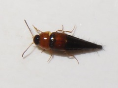 Tachyporus dispar