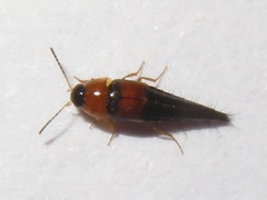 Tachyporus dispar