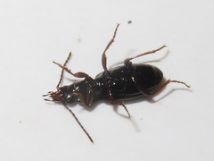 Pterostichus strenuus