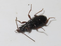 Pterostichus strenuus