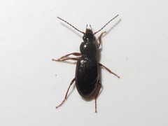 Pterostichus strenuus