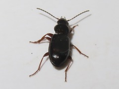 Pterostichus strenuus
