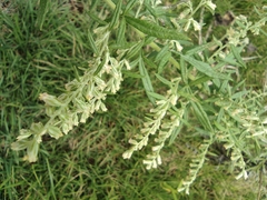 Artemisia umbrosa