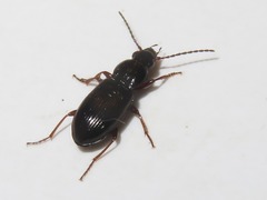 Pterostichus strenuus