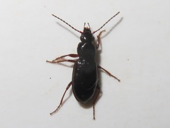 Pterostichus strenuus