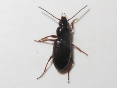 Pterostichus strenuus