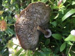 Chlorophyllum molybdites image