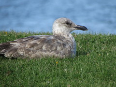 Larus argentatus image
