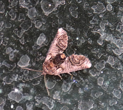 Paectes abrostolella