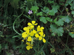Erysimum maremmanum