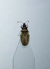 Oxycarenus pallens