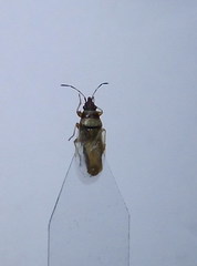 Oxycarenus pallens
