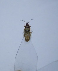 Oxycarenus pallens