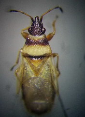 Oxycarenus pallens