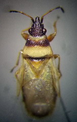 Oxycarenus pallens
