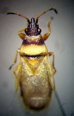 Oxycarenus pallens