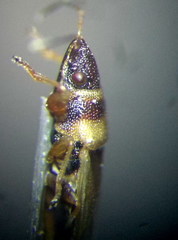 Oxycarenus pallens