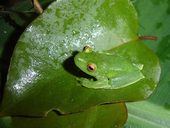 Aplastodiscus cavicola