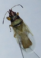 Oxycarenus pallens