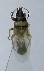 Oxycarenus pallens
