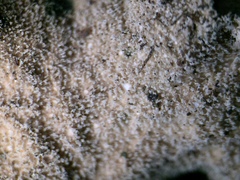Melanelixia fuliginosa image