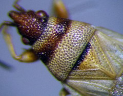 Oxycarenus pallens