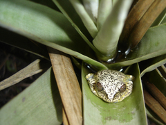 Bokermannohyla martinsi