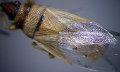 Oxycarenus pallens