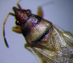 Oxycarenus pallens