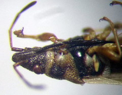 Oxycarenus pallens