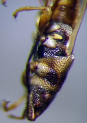 Oxycarenus pallens